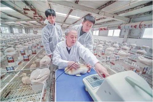 電子耳標試點助推畜牧業智慧轉型，飼料安全協同保障