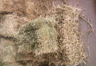 全面解析飼料市場(chǎng) 苜蓿顆粒、苜蓿草捆與玉米秸稈顆粒的價(jià)格、廠家與選購(gòu)指南